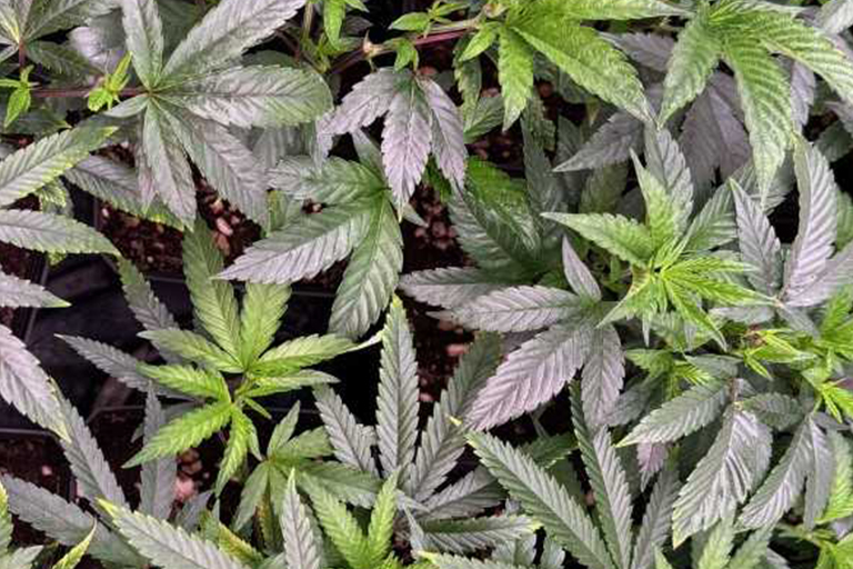 Ascension - cannabis leaves