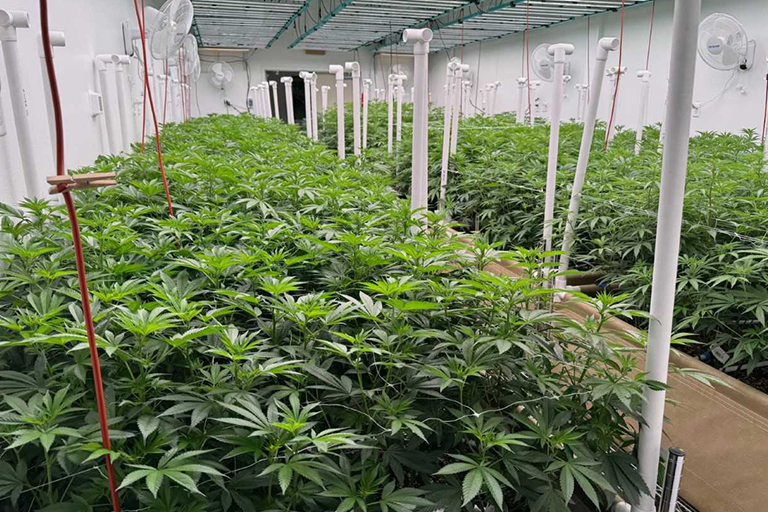 Ascension - cannabis plants