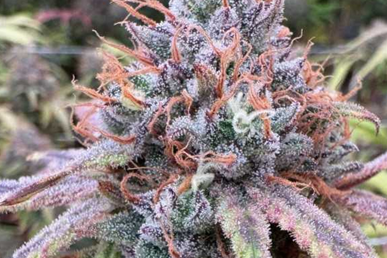 Purple marijuana flower