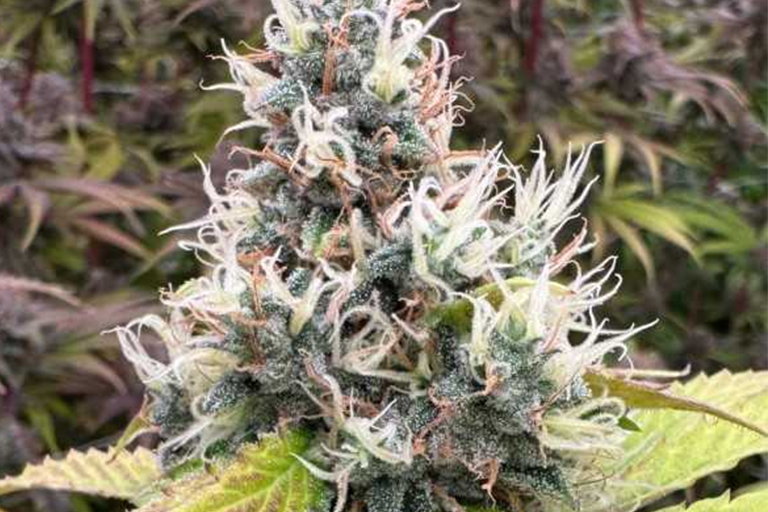 Marijuana flower