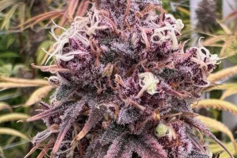 Purple marijuana