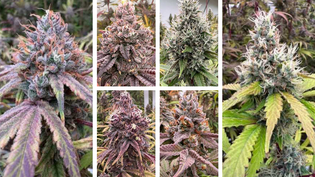 Collage of cannabis flower types