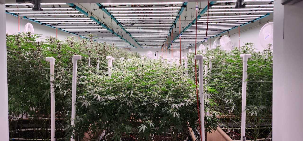 Ascension - Cannabis Flower Room